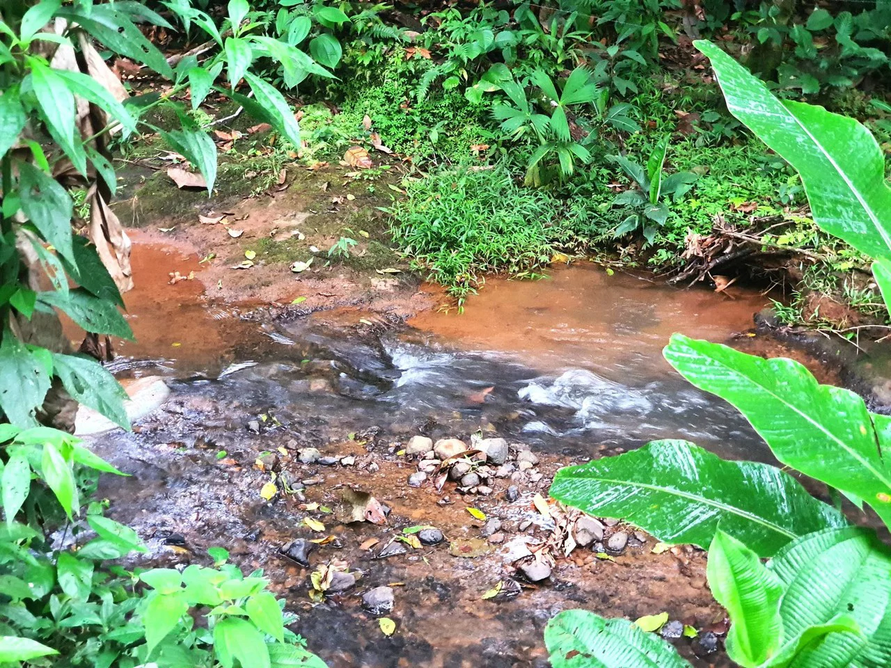 Land in Bijagual with a river crossing the property! - Gallery image 12