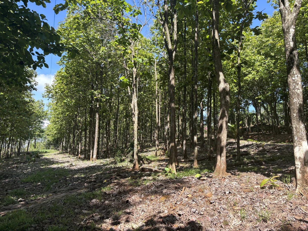 7-Hectare Farm with Teak Plantation, Existing Home & Eco-Development Potential Near Parrita, Costa Rica - Gallery image 14