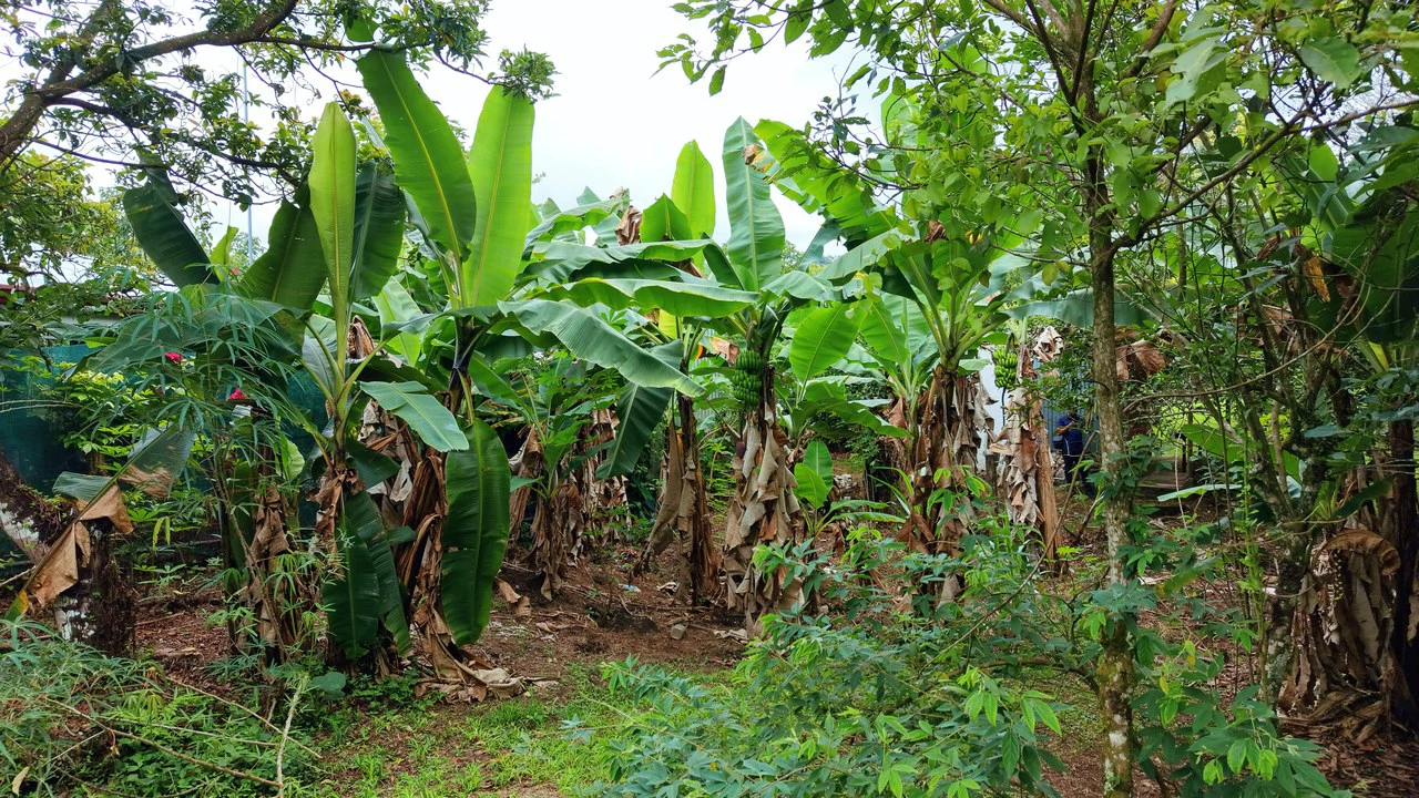 LOTE PLANO CON FRUTALES: Mountain Home Construction Site For Sale in General Viejo - Gallery image 14