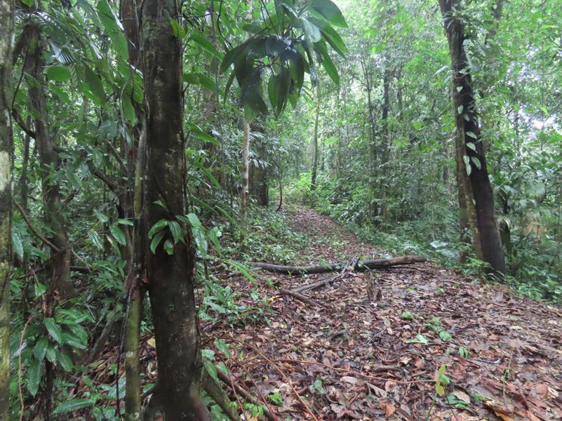 34-Acres of Forest For Sale in Riyito de Puerto Jimenez - Gallery image 27