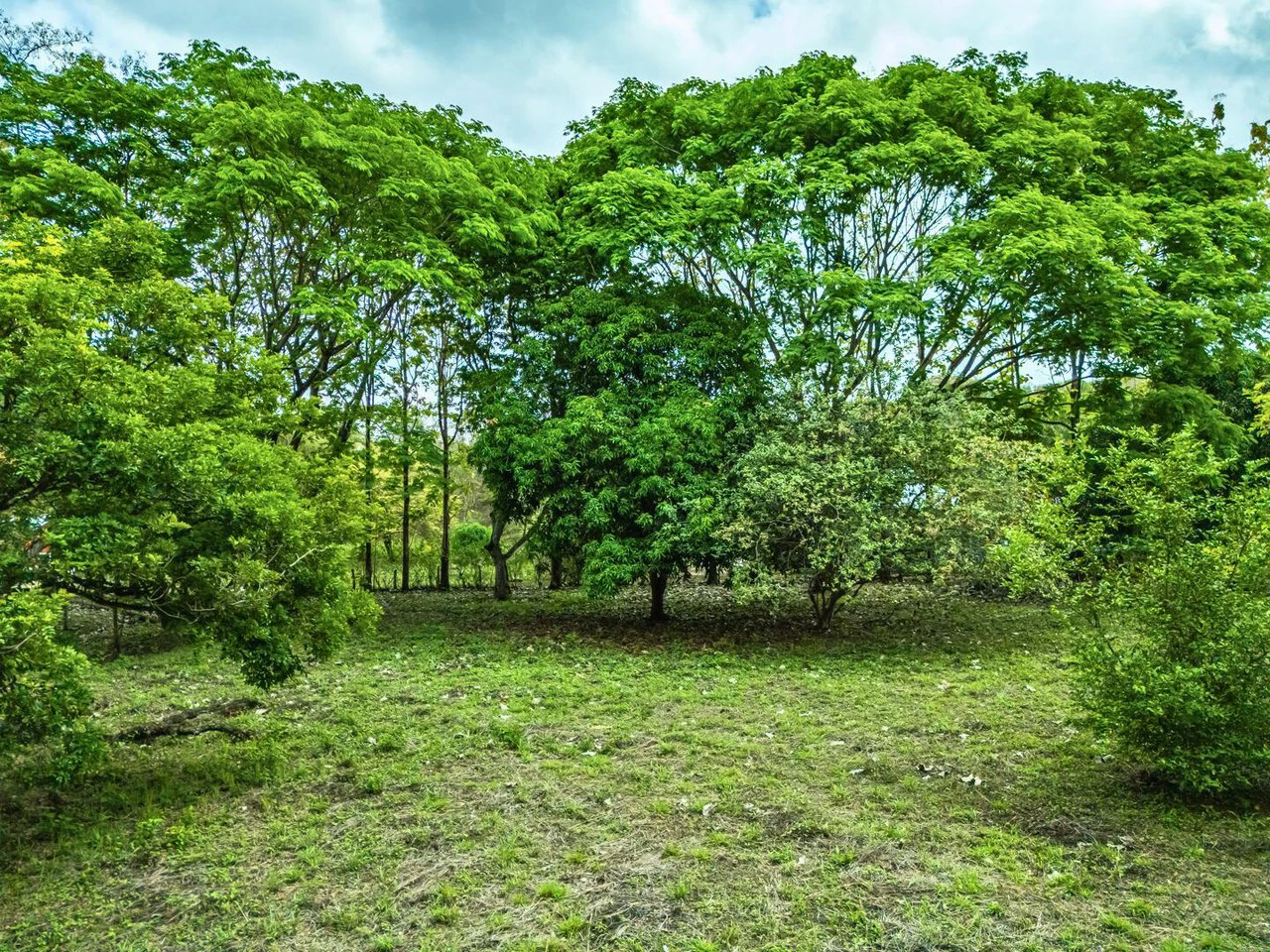 Marbella Dream Lot: 2.4 Acres of Natural Beauty Near the Beach - Gallery image 5
