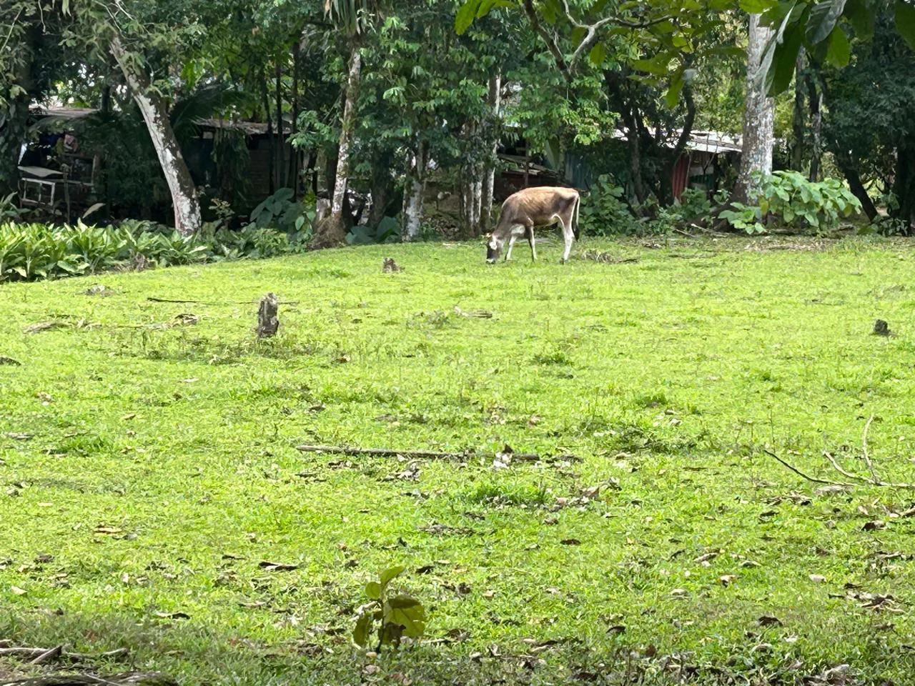 Land for Sale 4803 m2: Over 1 acre beautiful flat land Ready to build with electricity, small creek from spring. - Gallery image 2