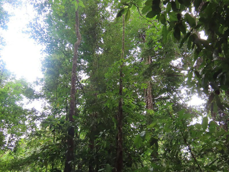 34-Acres of Forest For Sale in Riyito de Puerto Jimenez - Gallery image 34