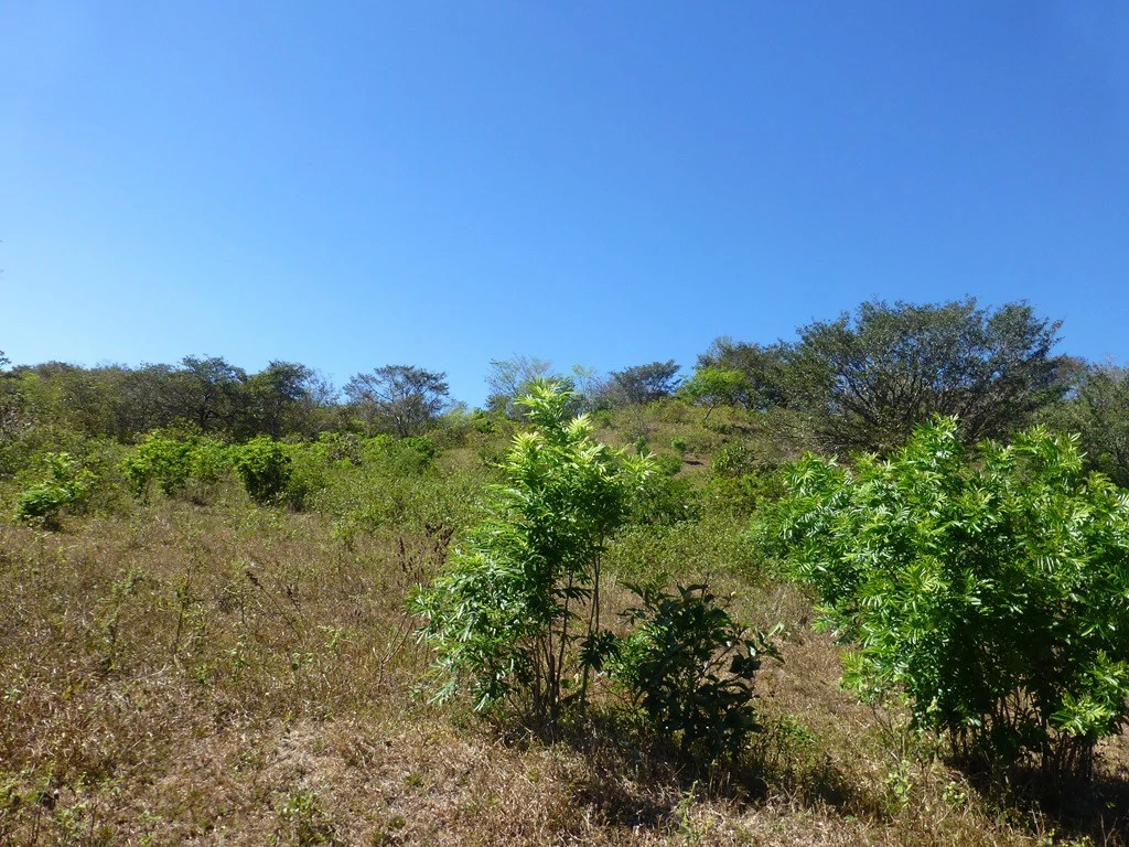 Ocean view farm for sale in the mountains of San Juanillo - Gallery image 4