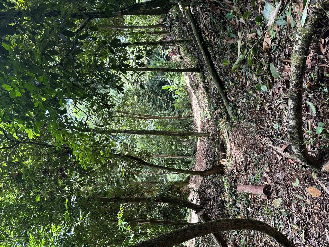 1.6 Acres Land Parcel in Ballena, Jungle Views.: Mountain Home Construction Site For Sale in Bahía Ballena - Gallery image 13
