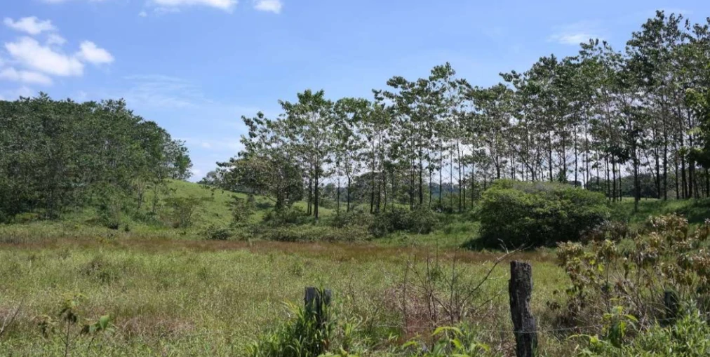 Countryside and Mountain Property For Sale in Pococi