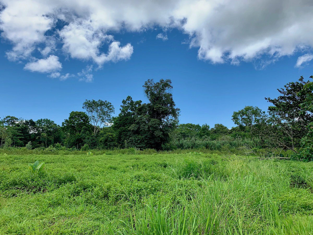 Jungle View Property in Osa Peninsula - Gallery image 9
