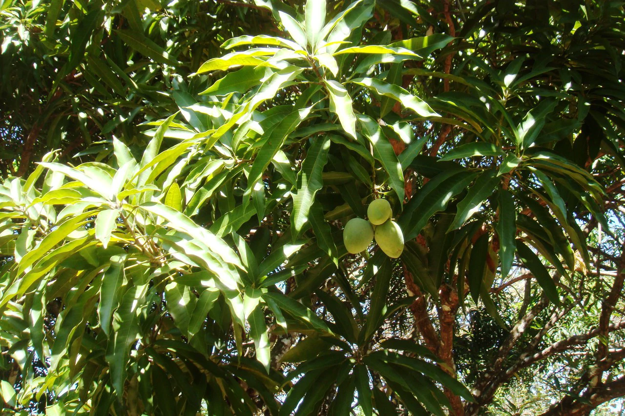Finca Wellness: Live the Pura Vida Dream – Nature, Privacy & Pacific Beaches - photo 9