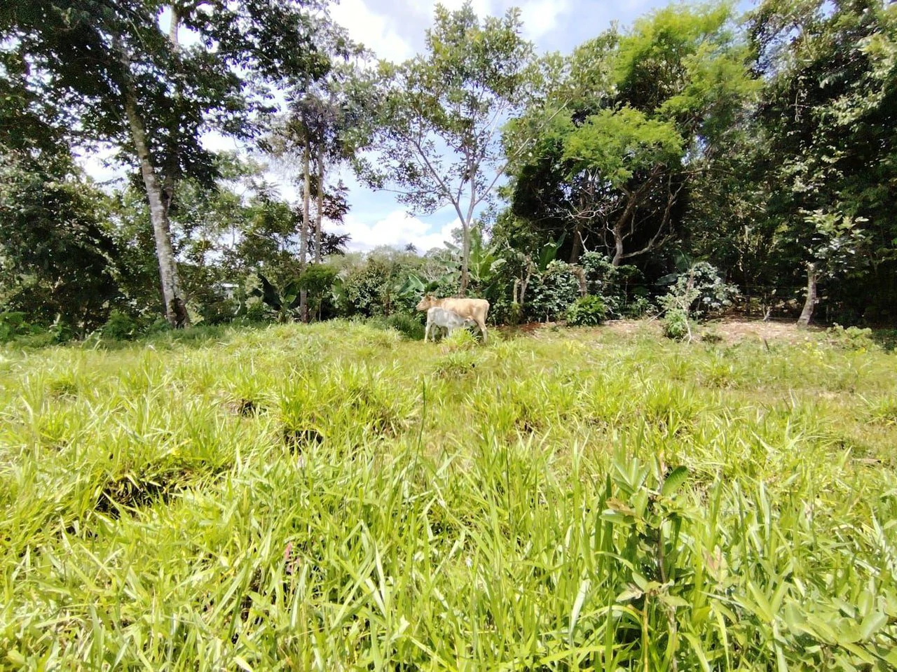 Lote en venta-ubicado en San Juan Bosco, Perez Zeledon: Mountain Home Construction Site For Sale in Daniel Flores - Gallery image 4