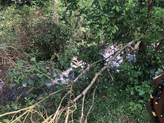 Cold & Hot springs surrounded by an overgrown farm, taken back by nature - Gallery image 33