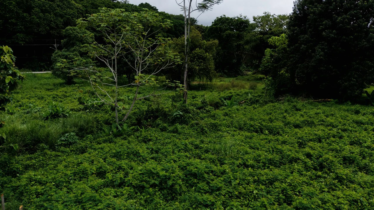 Strategic 5000sqm Commercial Property in Uvita: Perfect for any Business Vision - Gallery image 9