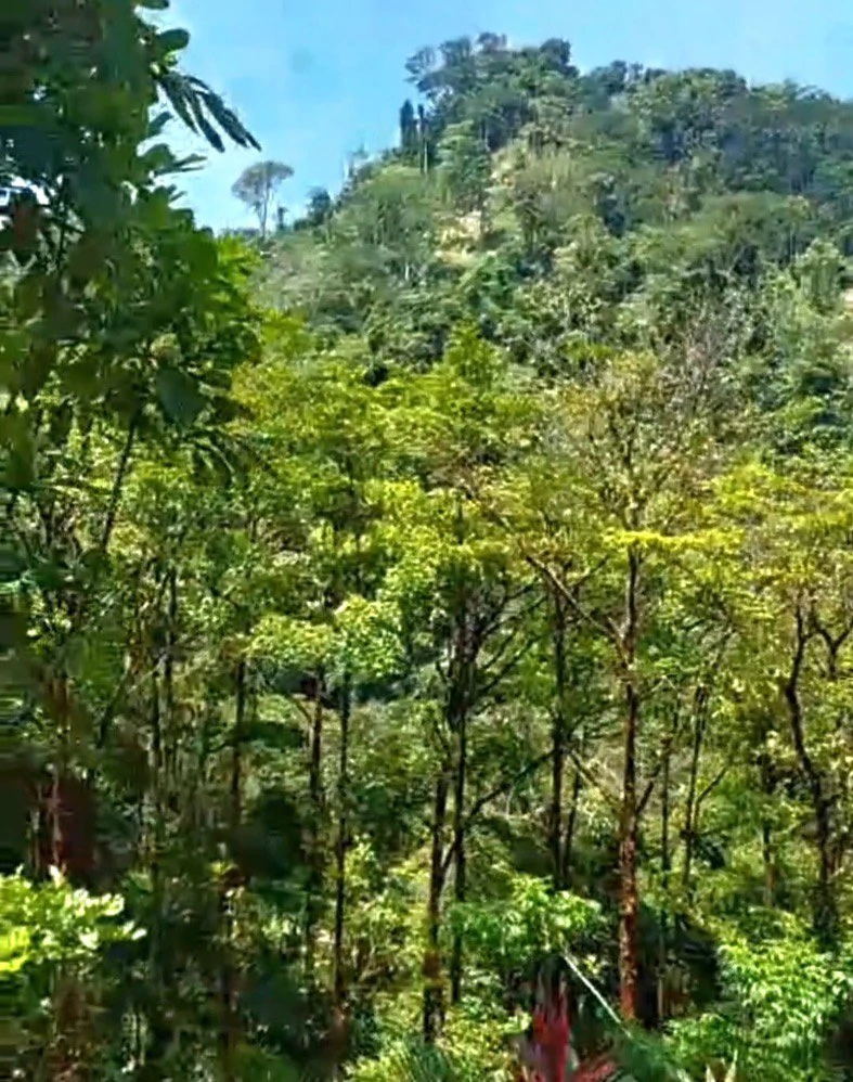 ENCHANTING 43-HECTARE FINCA WITH MODERN WOODEN CABIN AND INFINITY POOL - Gallery image 45