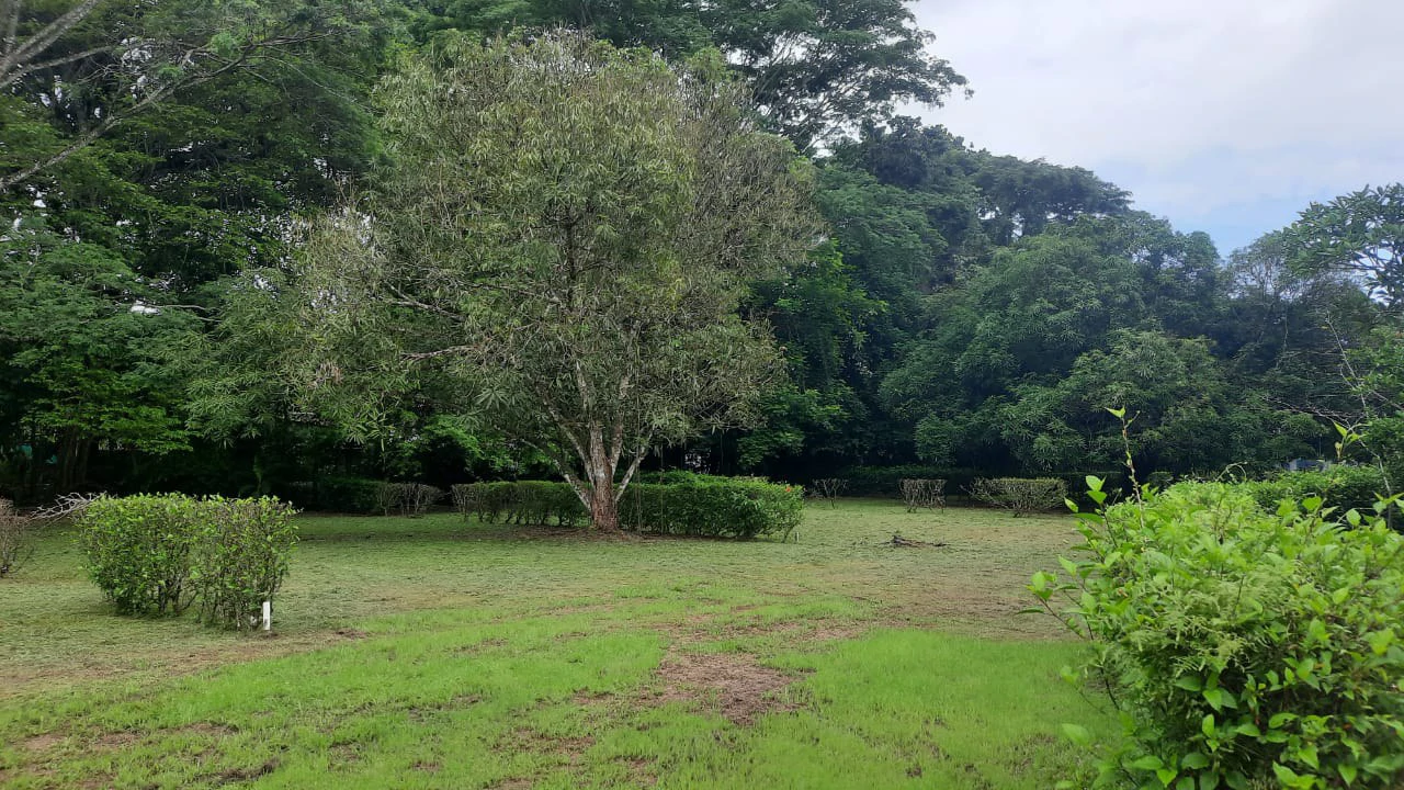 Agricultural Land For Sale in Jacó - Gallery image 12