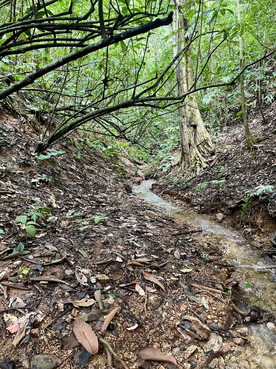 TROPICAL MASTERPIECE – 61.78 ACRES OF OCEANVIEW BLISS WITH WATERFALL: Mountain Development Parcel For Sale in Tres Rios - Gallery image 7