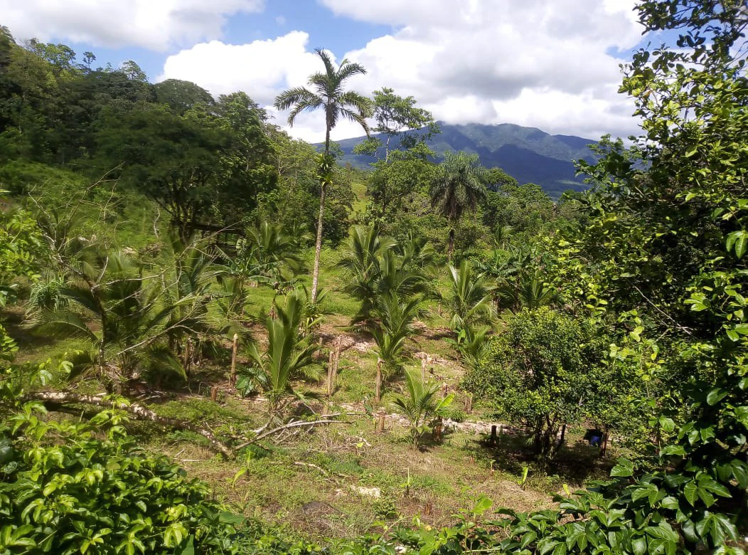 Agricultural farmland for sale in Aguas Claras, Alajuela, 1 house and many fruit trees - Gallery image 12