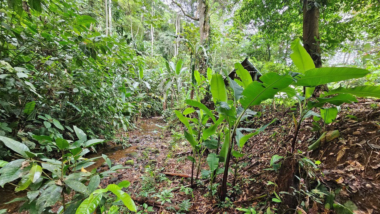 Mountain-Edge Sanctuary with Private Waterfall: 3 Titled Jungle Lots with Platforms, Waterfall, and Income Potential - Gallery image 9