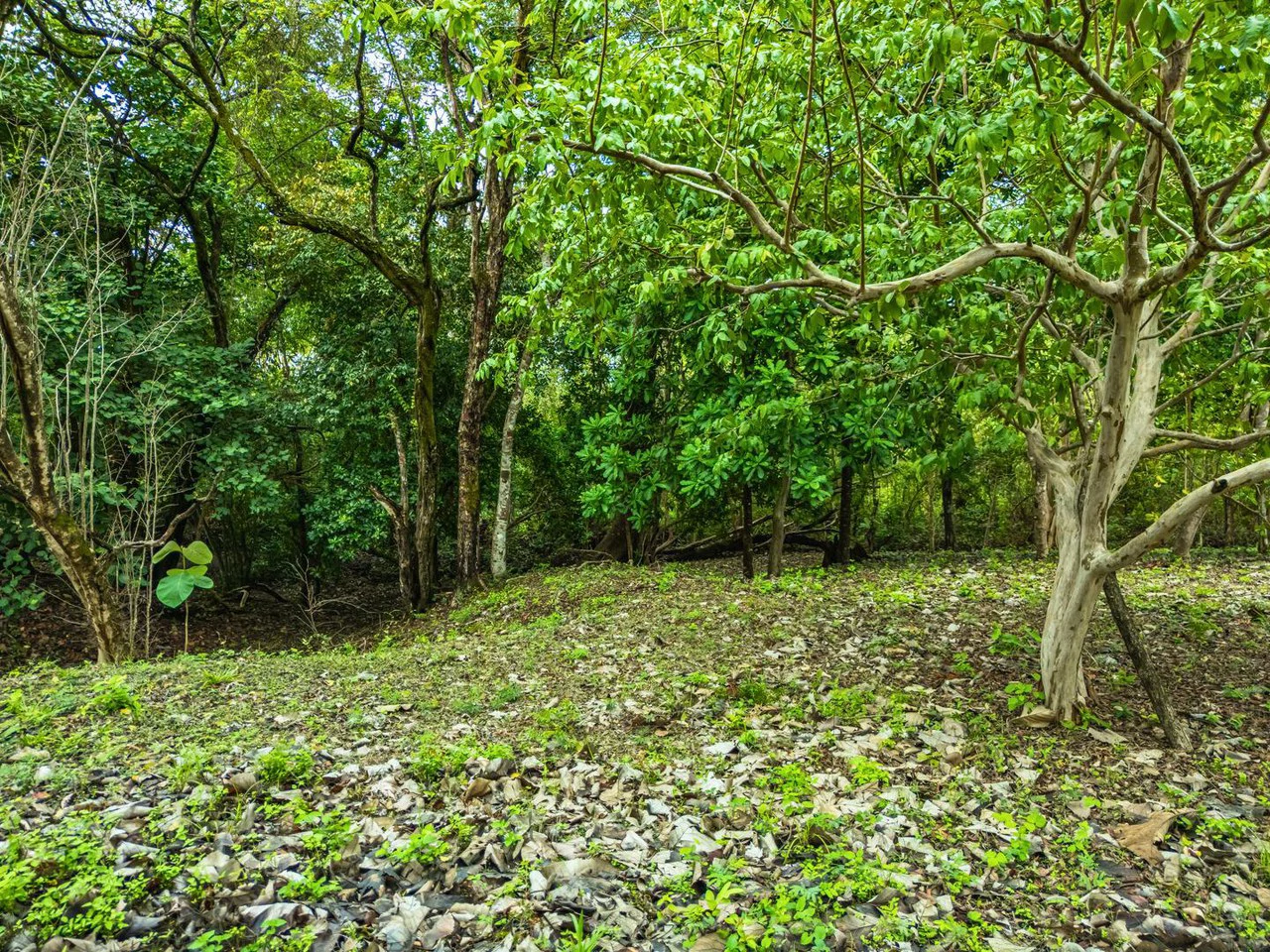 Marbella Dream Lot: 2.4 Acres of Natural Beauty Near the Beach - Gallery image 3