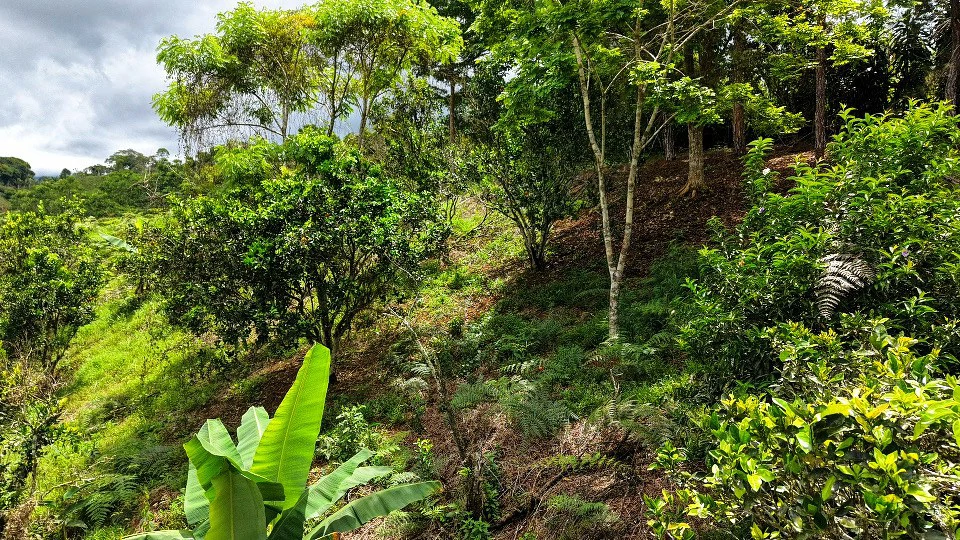 Home Construction Site For Sale in San Rafael Norte - Gallery image 7