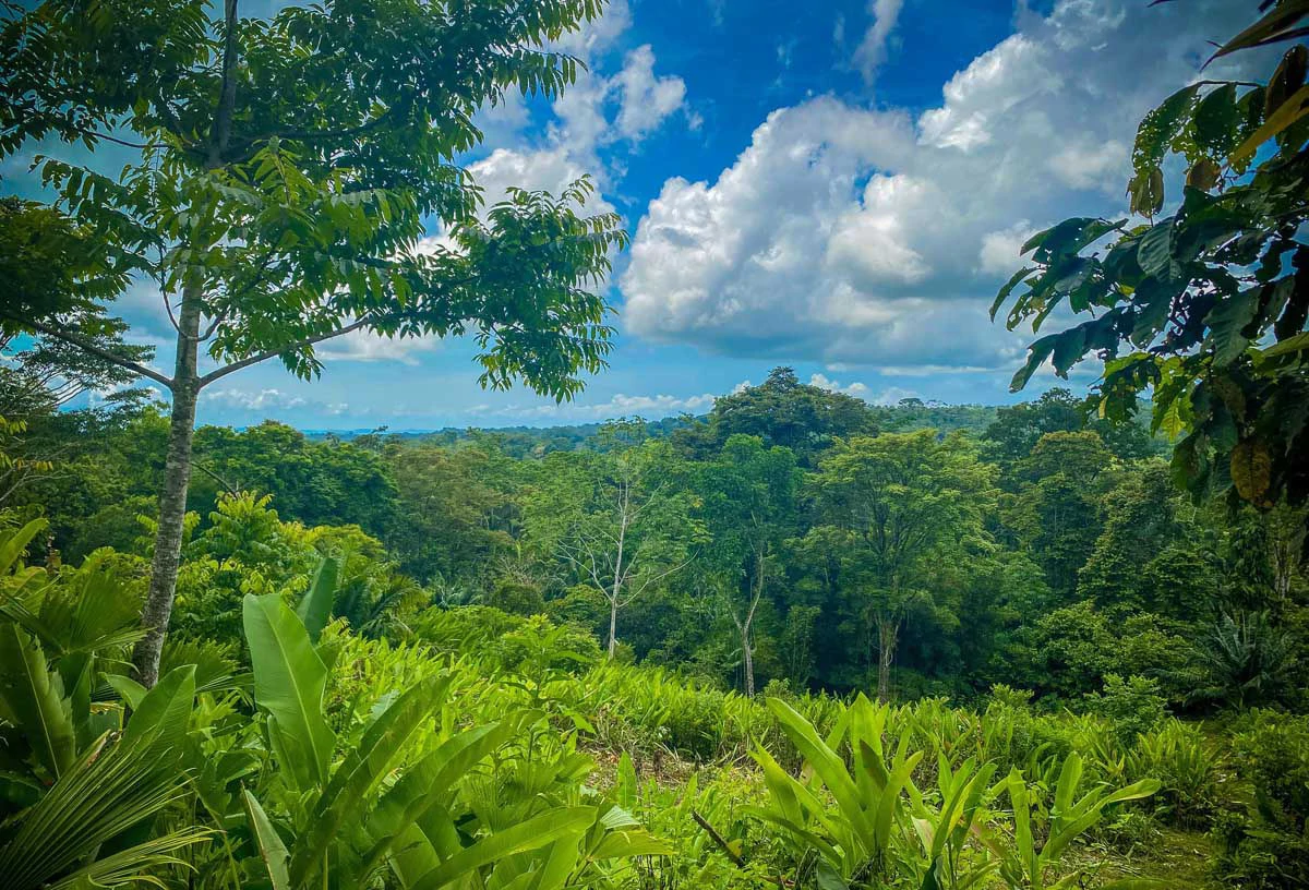 Gulf View Gallardo Farm Gallardo, Puerto Jimenez, Osa Peninsula - Gallery image 2