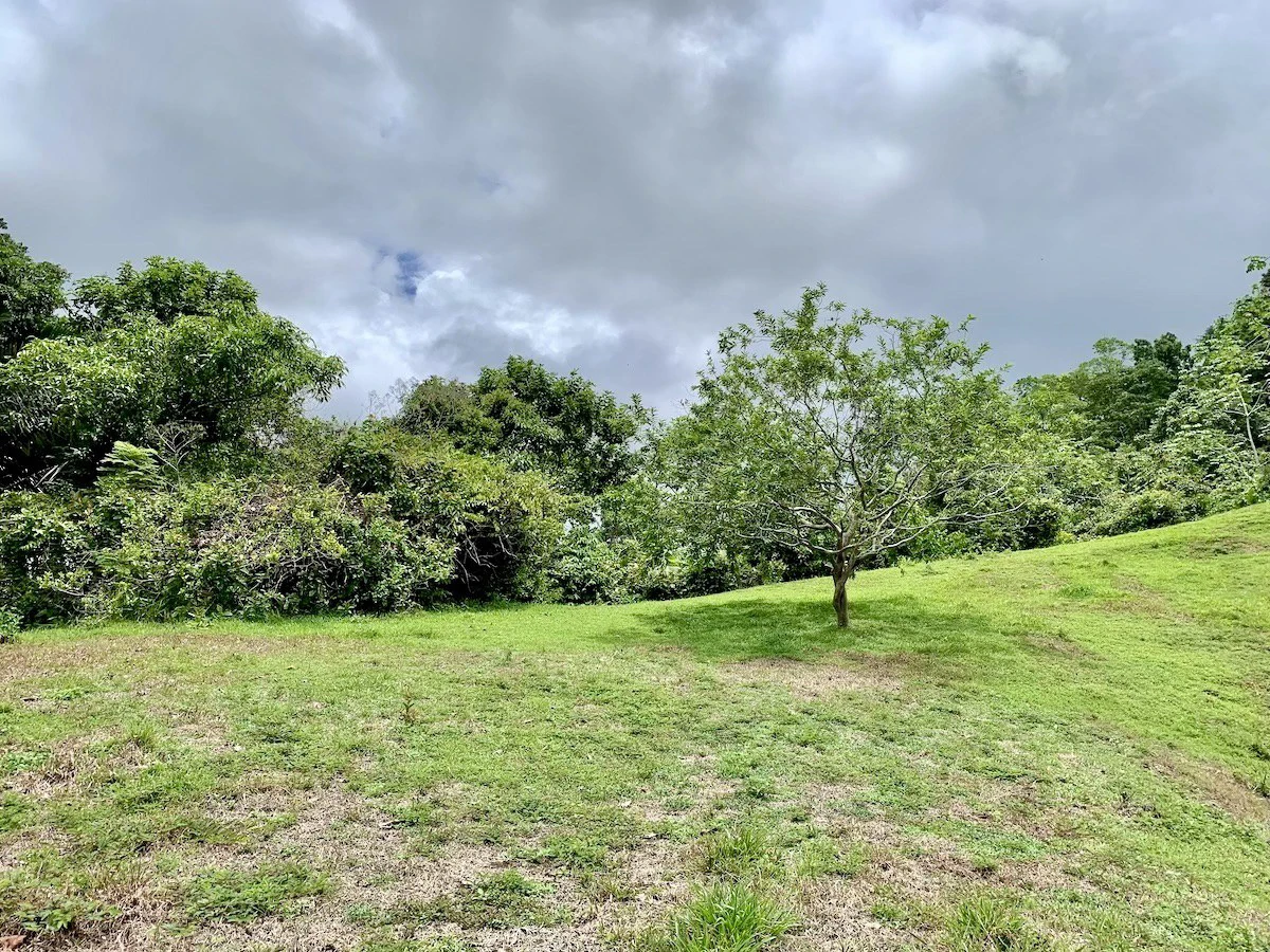 High Elevation Rainforest and Ocean View Property - Gallery image 8