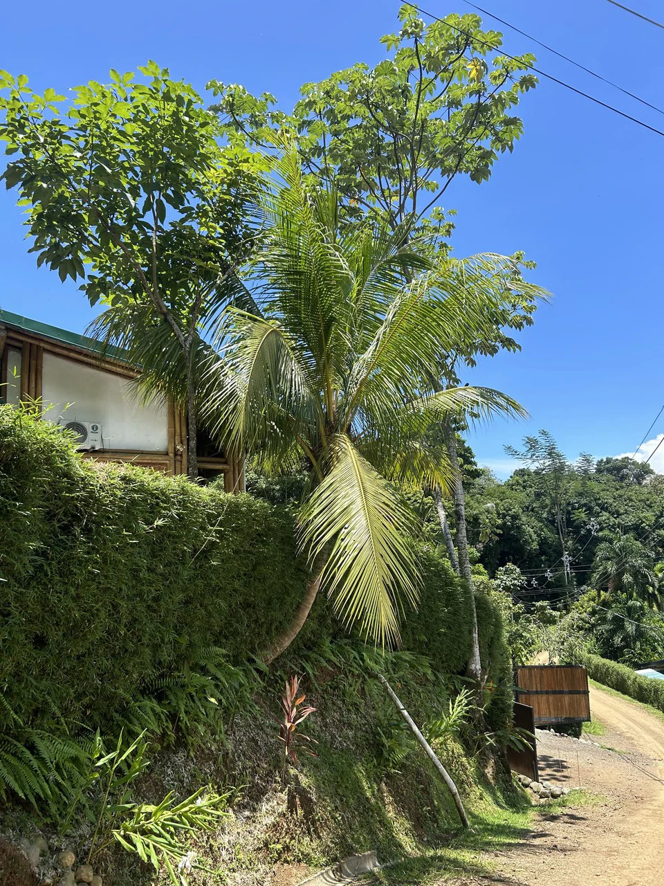 Cabinas Bambura: Cabinas Bambura: Successful Airbnb Business with Stunning Mountain & Jungle View - Gallery image 12