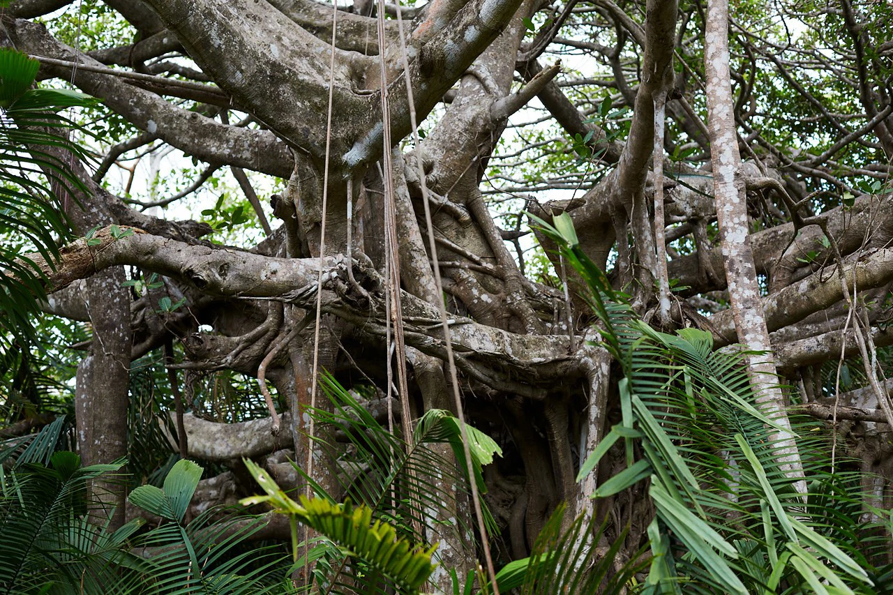 Finca Gomez: 214 Hectares | Ocean Views, Rivers & Development Potential – Guanacaste - Gallery image 10