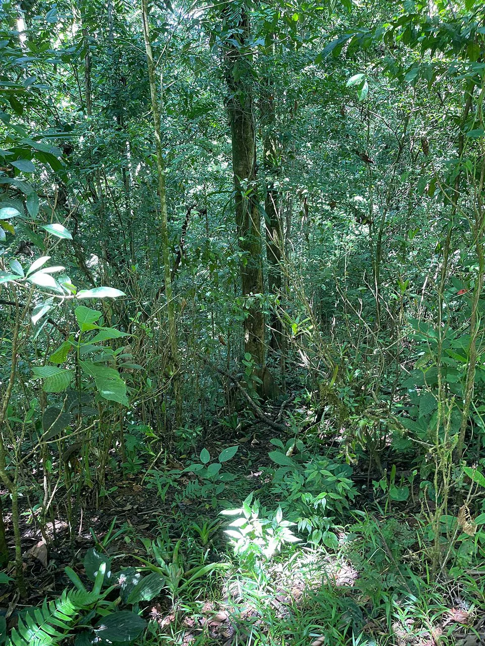 ID 4167: Investment Opportunity: 8-Acre Reforested Mountain Finca in Puriscal - Gallery image 37