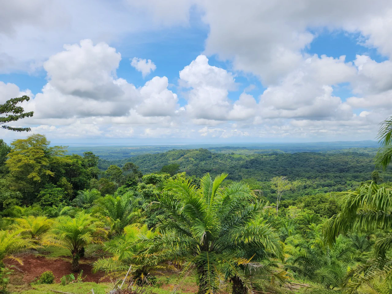 PRIME PARRITA FARM FOR SALE - Gallery image 12