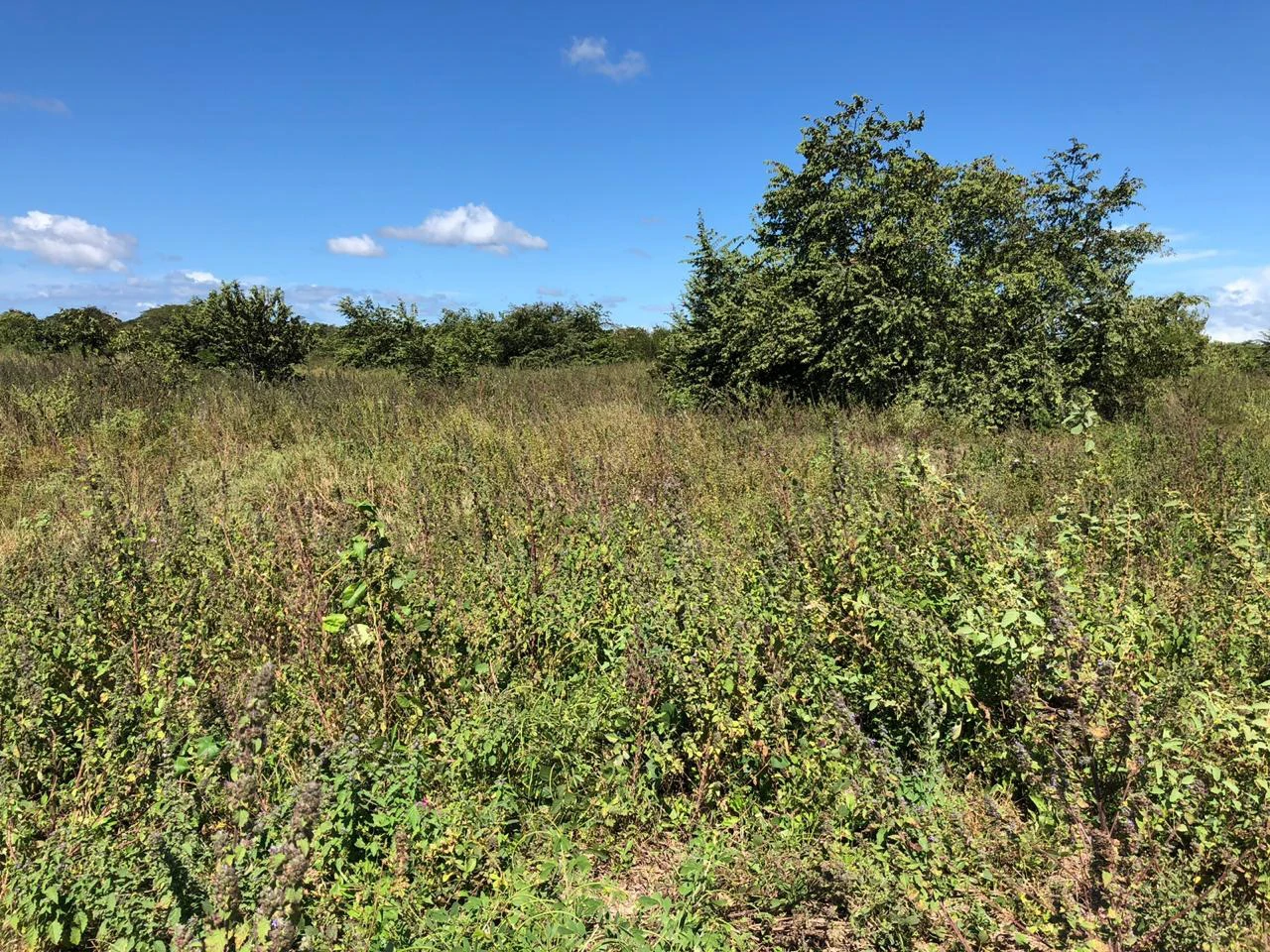 Property near the airport in Liberia – Strategic investment opportunity - Gallery image 3