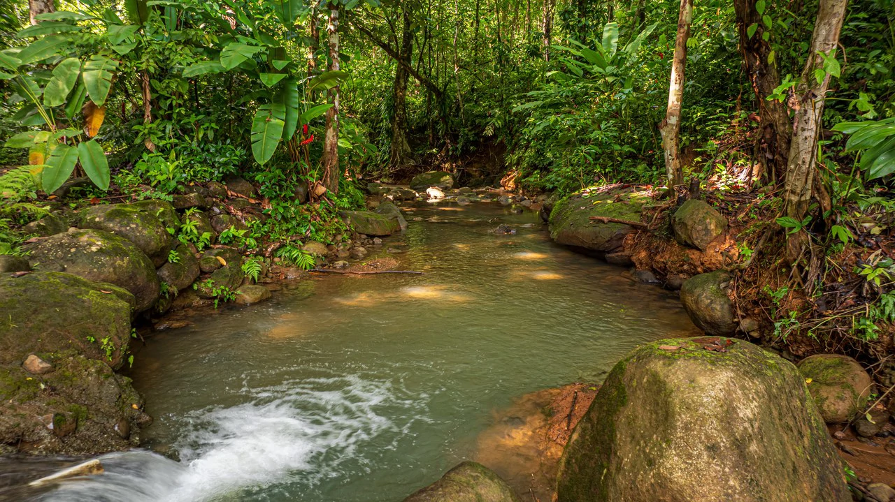 A Jungle House Built of Wood & River Dreams - Gallery image 10