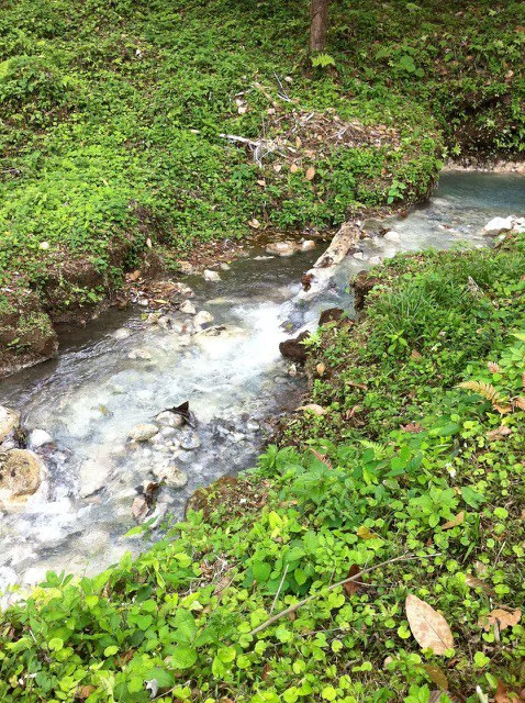 Cold & Hot springs surrounded by an overgrown farm, taken back by nature - Gallery image 87