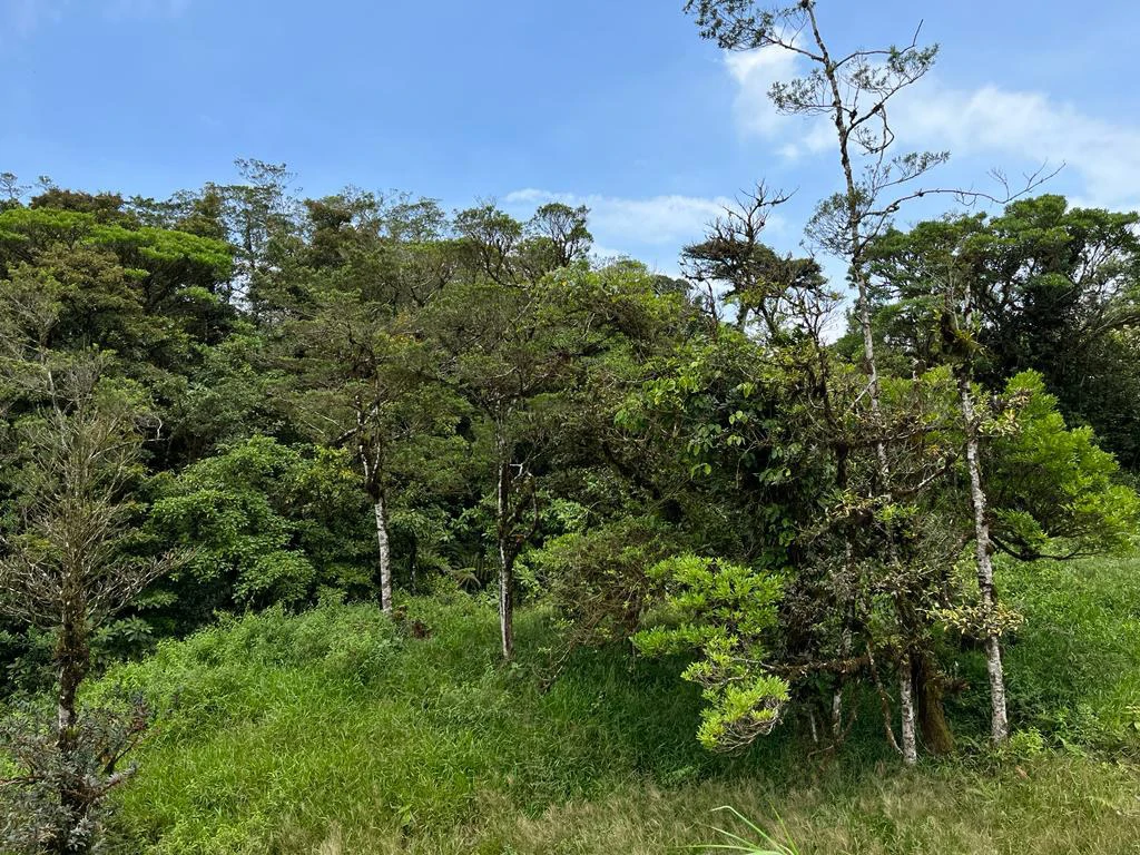 Fantastic property near Biological Reserve - Gallery image 2