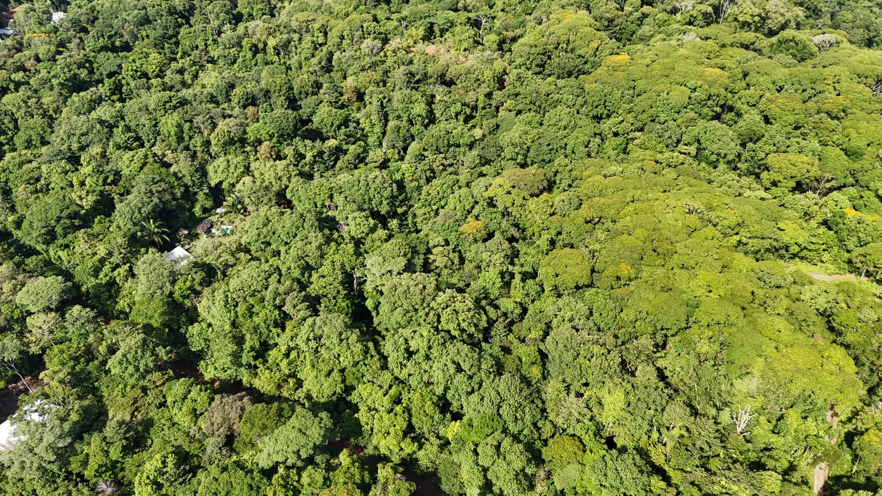 Spectacular Ocean view on 7.7 acres: Mountain Home Construction Site For Sale in Bahía Ballena - Gallery image 31