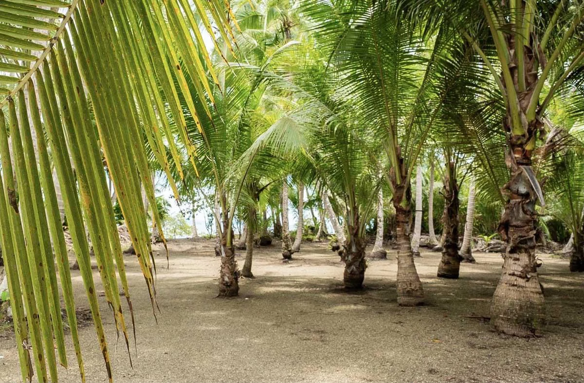 Beach Front Property, Colibrí Beach | La Palma - Gallery image 18