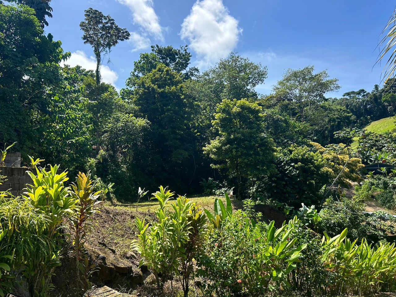 Reasonable Lot for sale in Uvita - Gallery image 2