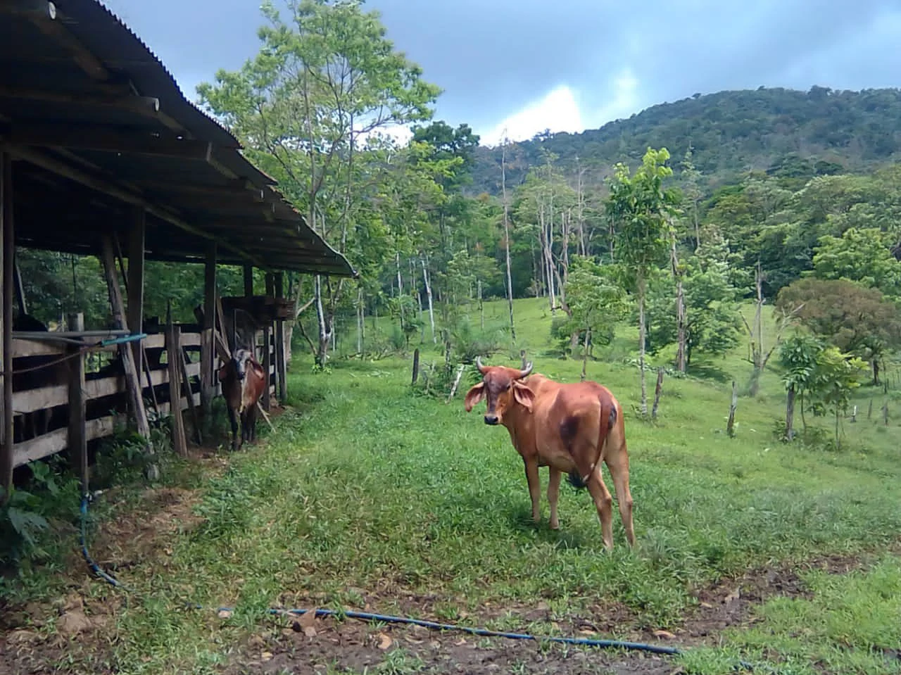 Cattle farm for sale in Aguas Claras with 1 corral and enchanting views - Gallery image 2