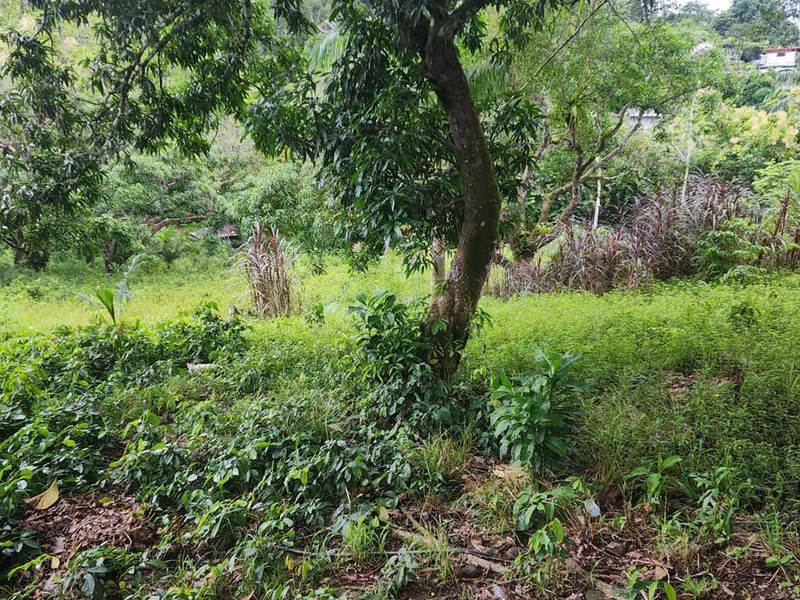 Subdividable lot in Manuel Antonio - Gallery image 11