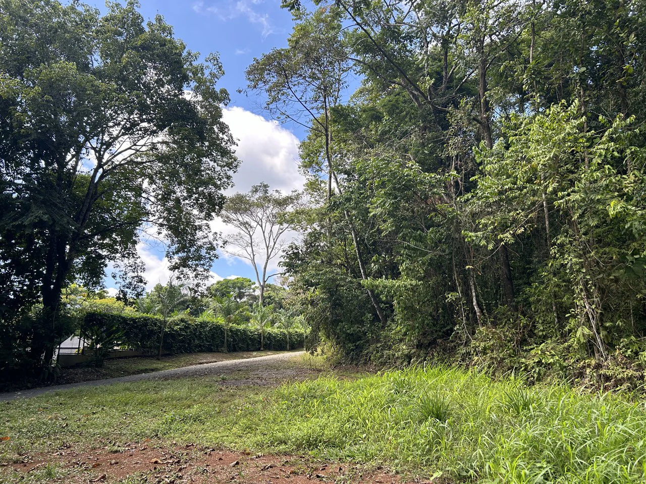Cabo Matapalo: Jungle View Lot Priced To Sell! - Gallery image 9