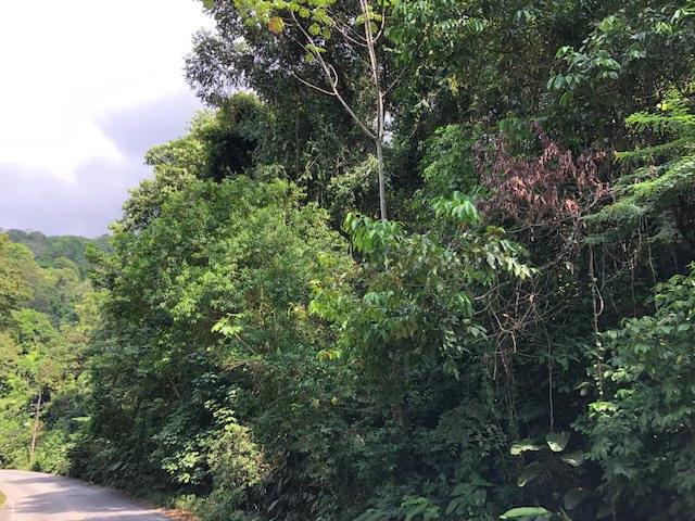 6.5 ACRES – Space To Grow, Build & Thrive, Close To The Beach & Commercial Potential Road Frontage!!!!!: Mountain and Countryside Development Parcel For Sale in Platanillo de Dominical - Gallery image 9