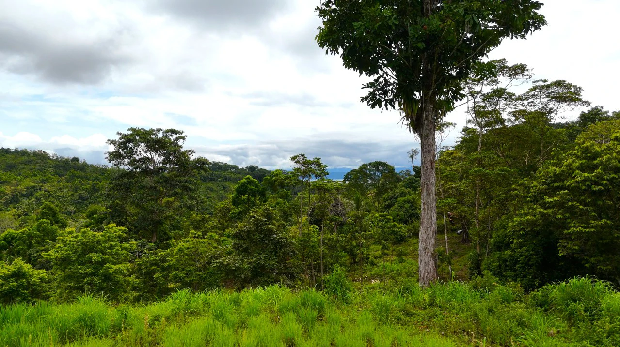 GULF VIEW PROPERTY IN PUERTO JIMENEZ, COSTA RICA - Gallery image 18