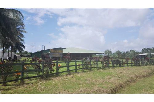 COCOA AND DAIRY FARM IN PRODUCTION AND GROWING: COCOA FARM IN PRODUCTION AND GROWING - Gallery image 7