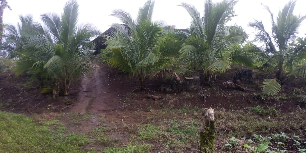 Agricultural farmland for sale in Aguas Claras, Alajuela, 1 house and many fruit trees - Gallery image 25