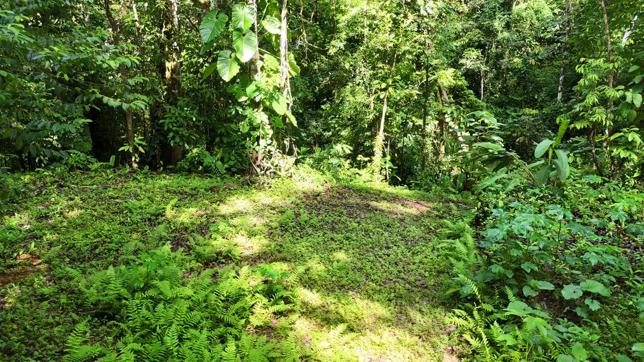 Spectacular Ocean view on 7.7 acres: Mountain Home Construction Site For Sale in Bahía Ballena - Gallery image 14