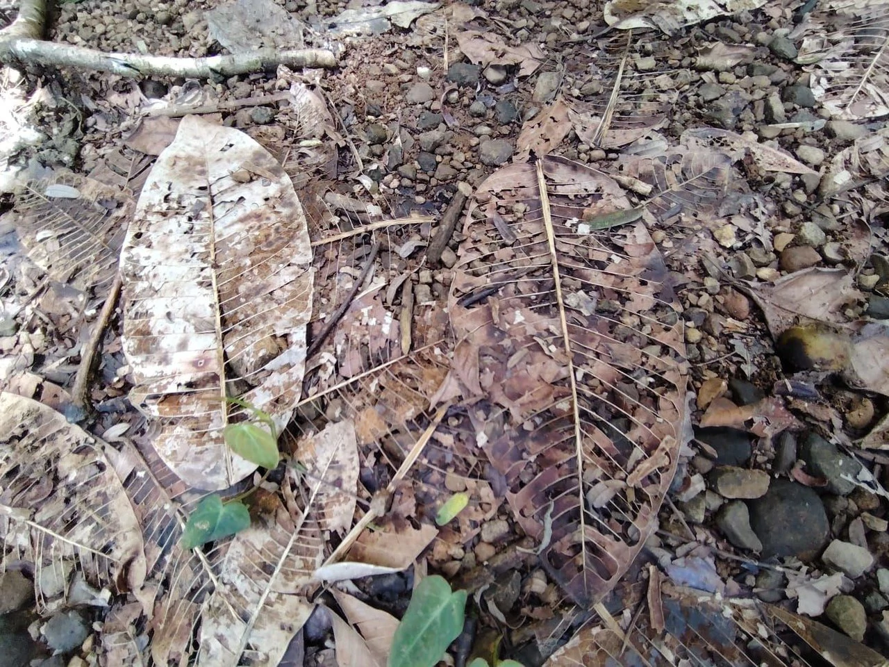 TERRENO EN VENTA, PUNTARENAS.: Mountain Home Construction Site For Sale in Hatillo - Gallery image 4