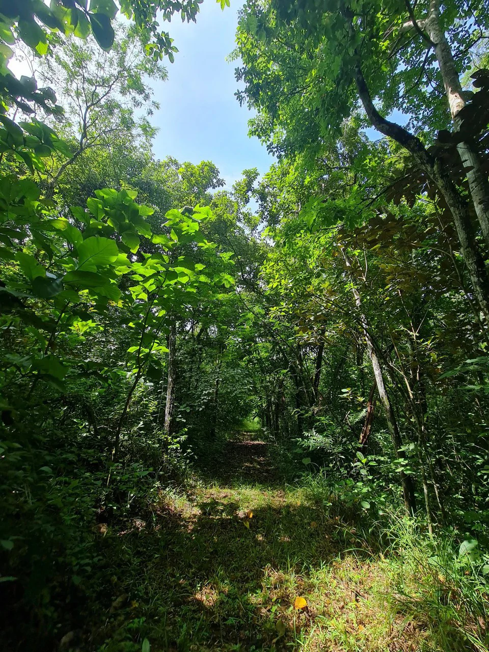 Near the Coast Agricultural Land For Sale in Orotina - Gallery image 4