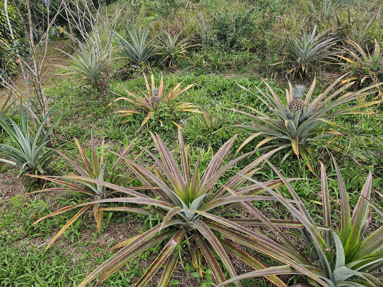 Countryside House For Sale in San Rafael - Gallery image 2