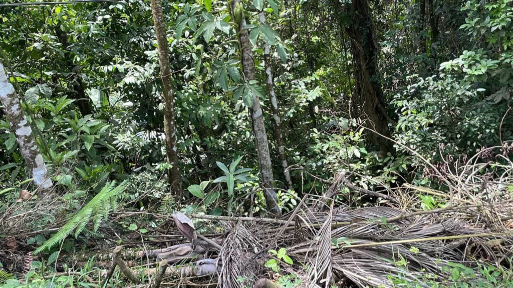 Building potential property for sale, beautiful land in the pure nature close to Bijagua - Gallery image 26