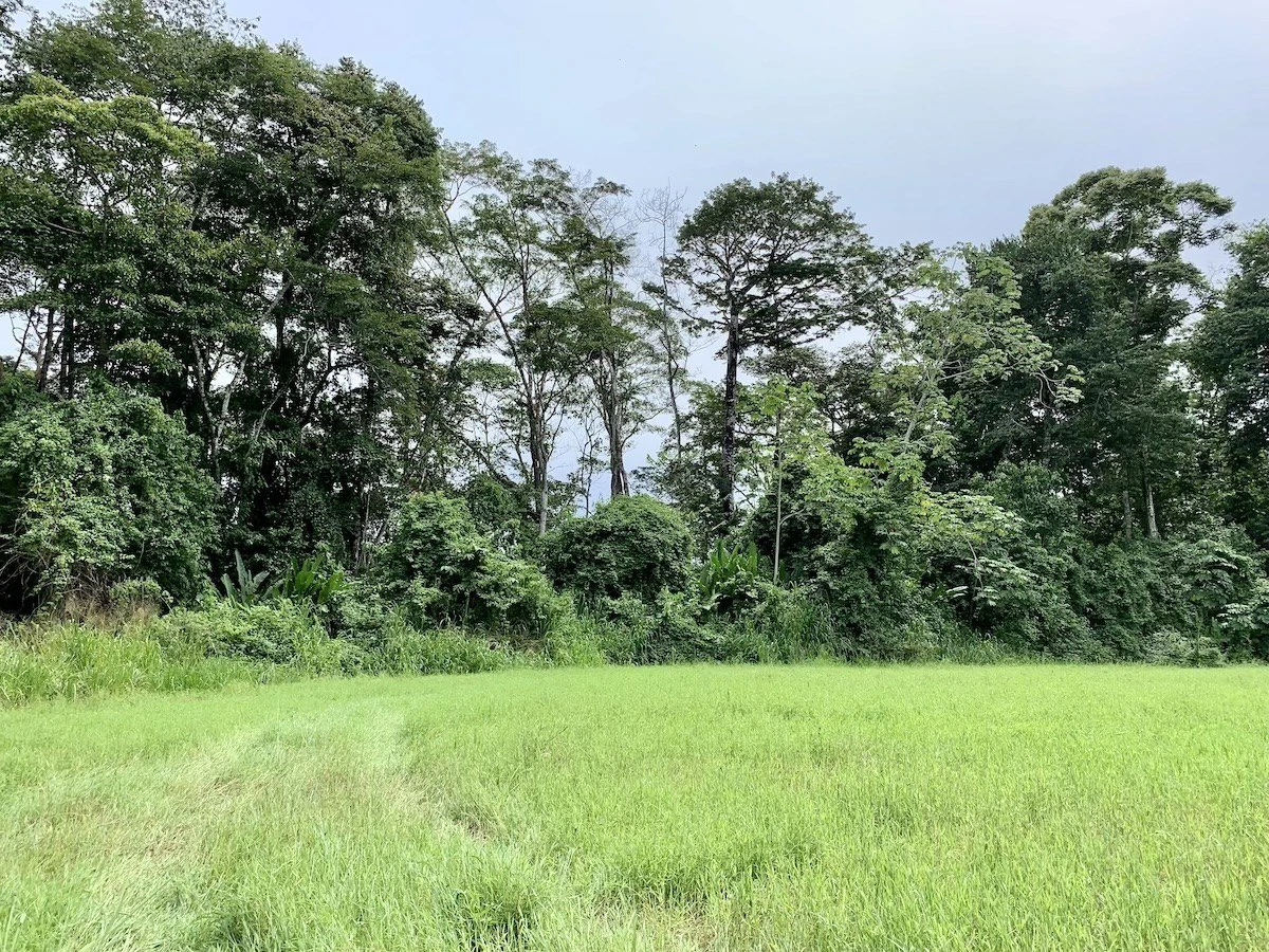 Tropical Farmland 21 Acres - Gallery image 7