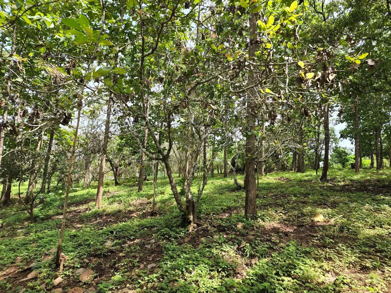 INVEST IN A TEAK PLANTATION FOR 25 YEARS - Gallery image 3