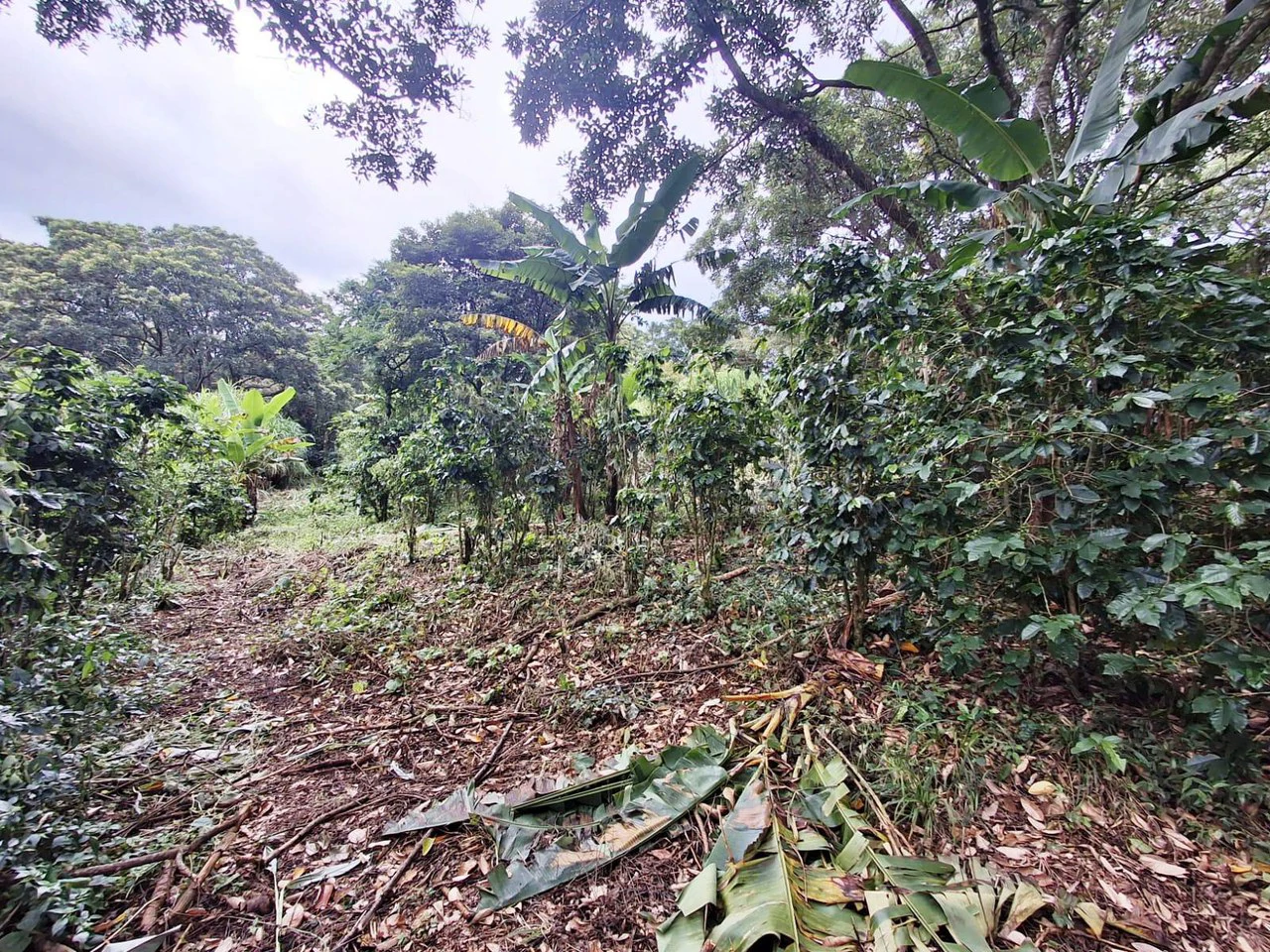 Hot Market: 2.6 Ha for Residential Development in the heart of the action! - photo 7